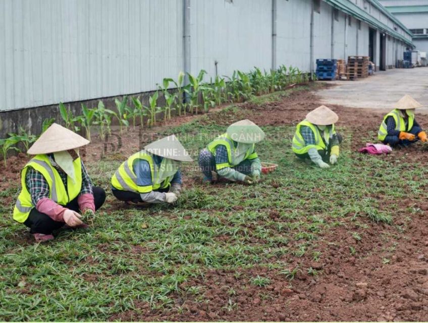 Trồng Cỏ Lá Gừng Giá Rẻ Đồng Nai TP.HCM