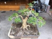 Cây Nguyệt Quế Bonsai giá rẻ, giao hàng toàn quốc an toàn