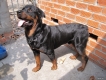 Bán chó Rottweiler con 2,5 tháng giá 5000000VND