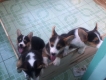 Cần bán chó Corgi tri-color 3 đực - 1 cái giá hấp dẫn