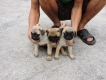 Chó Pug thuần chủng