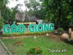 ĐỒNG THÁP – GÁO GIỒNG