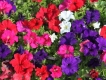 Hạt giống Petunia Grandiflora (Ameriseed)
