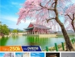 Tour Hàn Quốc 5N4Đ: Seoul - Nami - Everland - Công Viên Yoido - Drawin