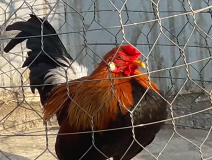 Quận 8 Bán gà tre, nòi tơ đẹp bổn tốt giá hợp lý.