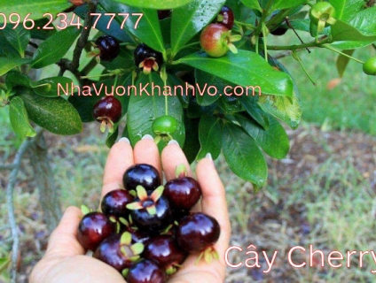 Bán cây cherry Brazil - cây giống - cây đang trái