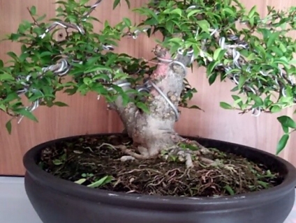 Mai chiếu thủy lá nhỏ