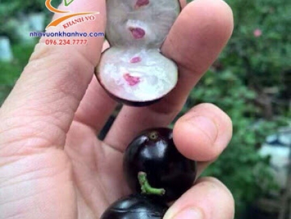 Hãy vào xem vì sao nho thân gỗ được nhiều người yêu thích