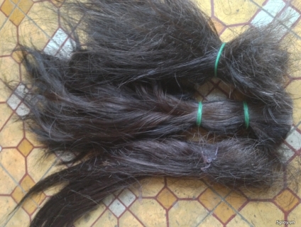 Cần thu mua lông đuôi bò