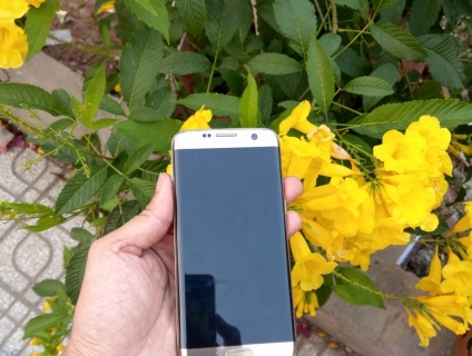 Samsung S7e SSVN 2 sim vàng gold TGDĐ