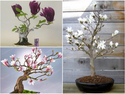 Cây hoa mộc lan đẹp quyến rũ, thơm nồng nàn