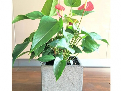 Chuyên cung cấp đá ong xám 3D ốp tường, chậu hoa đá ong xám