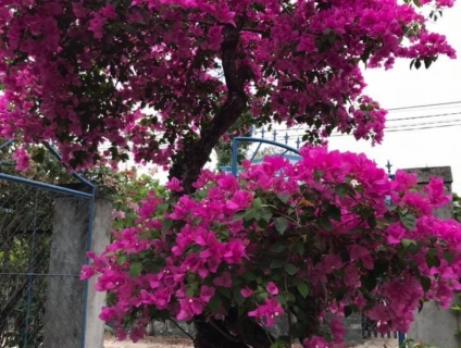 Cần bán cây bông giấy  45 năm tuổi , giá 15 Triệu