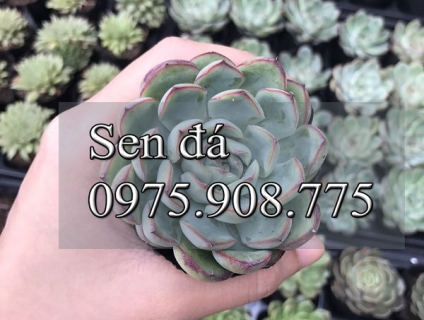 Sen Đá Gò Vấp - Hồ Chí Minh - Sỉ và Lẻ