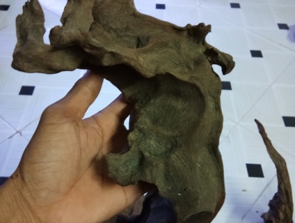 Lũa ghép lan giá rẻ