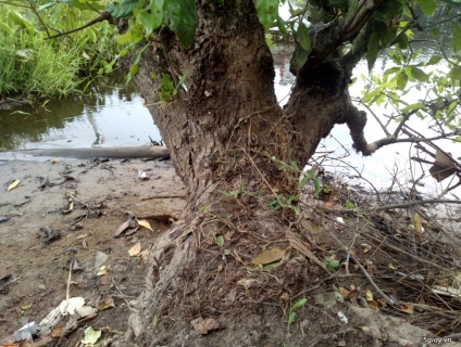 Lộc Vừng miền Bắc (lá nhỏ)