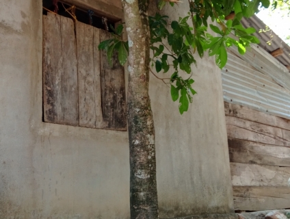 Bán cây cảnh lộc vừng