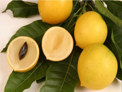 CÂY VÚ SỮA HOÀNG KIM