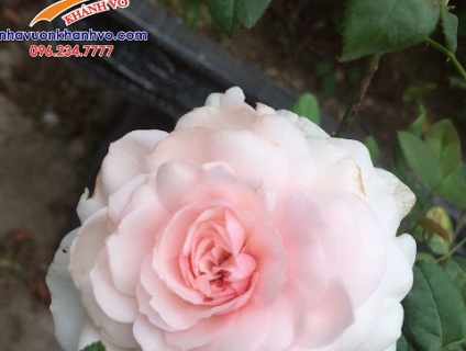 Cây hoa Hồng Tree Rose cực đẹp - giá yêu thương