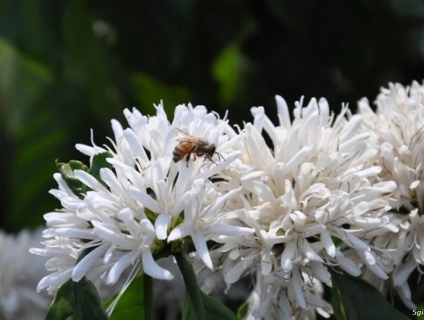 Mật ong hoa cà phê