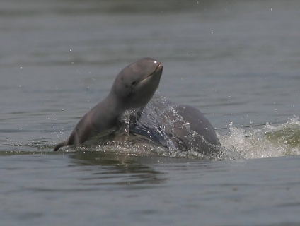 Hành trình khám phá 3 tỉnh Campuchia: Kratier Preah Vihear Stung Treng