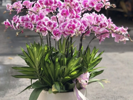 Lan Hồ Điệp cao cấp