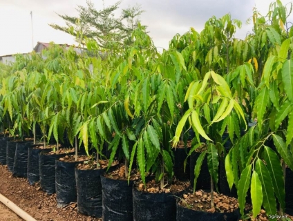 Cần bán cây giống lâm nghiệp, cây trồng rừng Đồng Nai