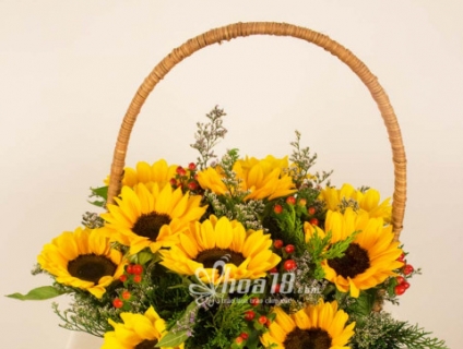 Tìm hiểu về loài hoa hướng dương