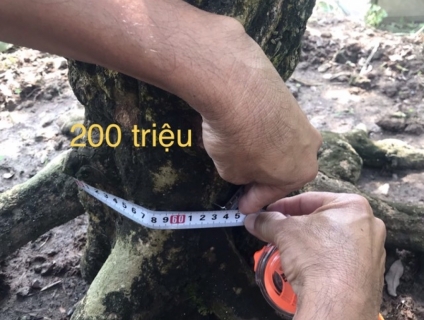 cần bán mai khủng ae quẹo nhìn ngắm lựa