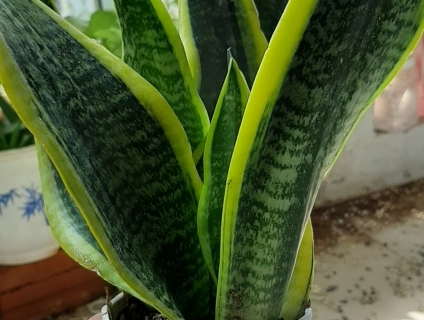 Cần bán combo 3 cây để bàn