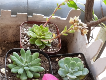 Cần tìm chủ mới cho combo sen đá Đà Thành