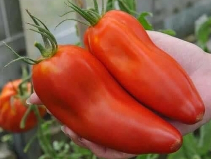 HẠT GIỐNG CÀ CHUA CHUỐI ĐỎ LEG