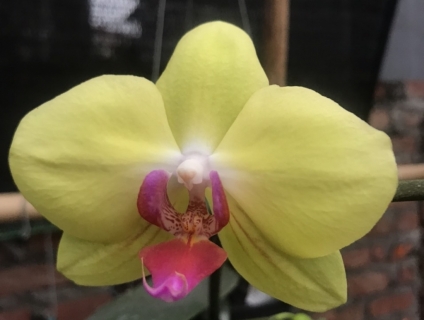 Nhà em có mấy chậu lan đẹp , ai mua lan alo em