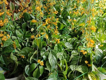 Bán cây lan hoàng dương leo giàn