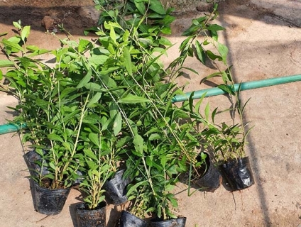 Bán cây cúc tần ấn  độ leo rủ