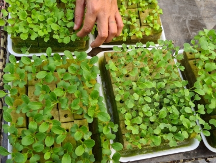 48 viên giá thể thể gieo hạt giống chuyên dụng Erovolca