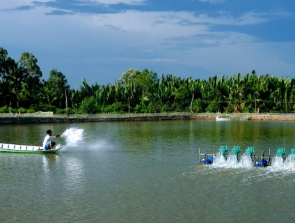 Cải thiện chất lượng nước trong ao nuôi