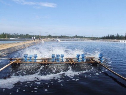 Cải thiện chất lượng nước bằng đồng sulphate