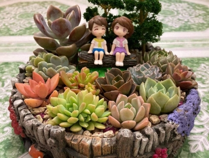 TPHCM- Thanh lý sen đá tiểu cảnh