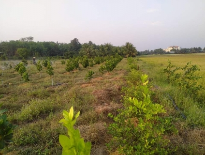 Bán Đất Ruộng Huyện Gò Dầu Tây Ninh.