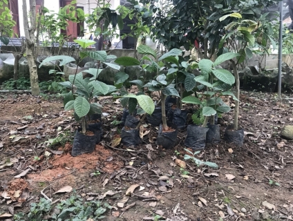 Đặc điểm của trà hoa vàng Tam đảo