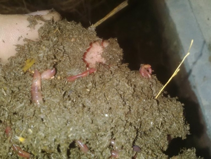 #5 ĐẶC ĐIỂM NHẬN BIẾT PHÂN TRÙN QUẾ NGUYÊN CHẤT HAY TRỘN TẠP CHẤT.