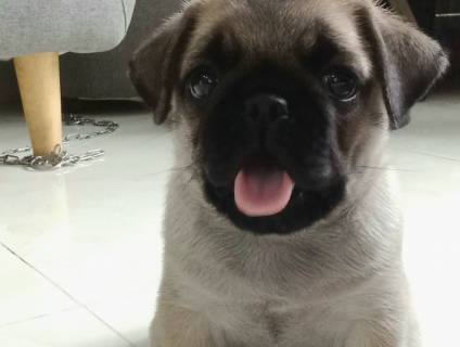 Nhà chật nên tìm gd mới cho mấy bé mặt xệ 2 tháng tuổi