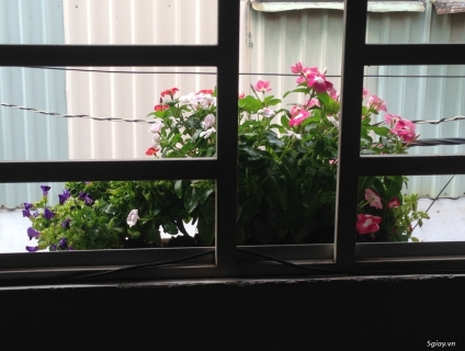 Bán hoặc cho thuê nhà Lạc Long Quân, Tân Bình. 2,2 tỉ; cho thuê 6,5tr