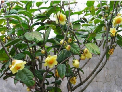 Giá trị kinh tế của cây Trà Hoa Vàng