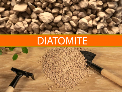 Đá DIATOMITE Trồng Sen Đá, Xương Rồng, Bonsai