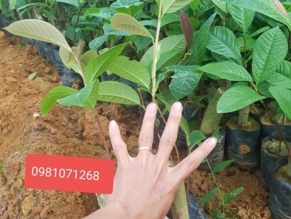 Địa chỉ bán giống cây Trà Hoa Vàng