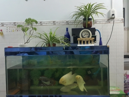 Bán hồ cá 1.20m. kính dầy 10mm