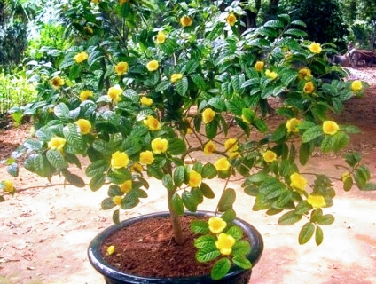 Tìm hiểu sâu về Cây Trà Hoa Vàng Tam Đảo