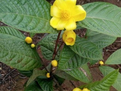 Trà Hoa Vàng-Tam Đảo-Camellia Chrysantha